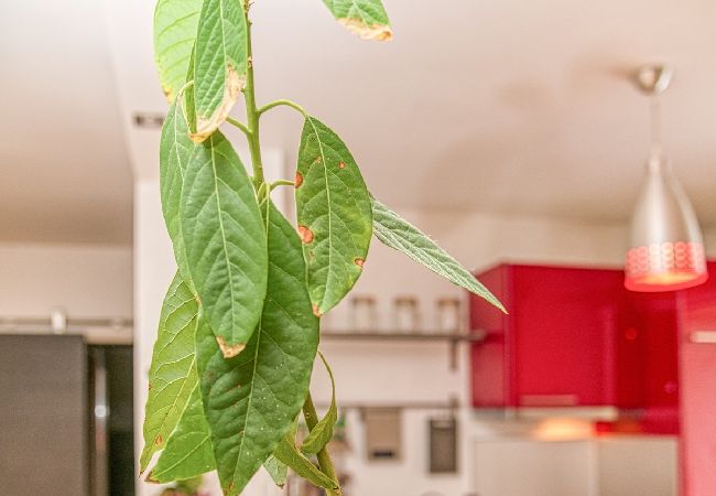 Appartement à Grenoble - 50m GEM - 400m Gare: garage privé, terrasse, wifi  Appartement à Grenoble - 50m GEM - 400m Gare: garage privé, terrasse, wifi